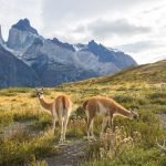 Ciencia y Turismo Impulsan la Ruta de los Parques de la Patagonia desde Puerto Montt Ciencia y Turismo Impulsan la Ruta de los Parques de la Patagonia desde Puerto Montt