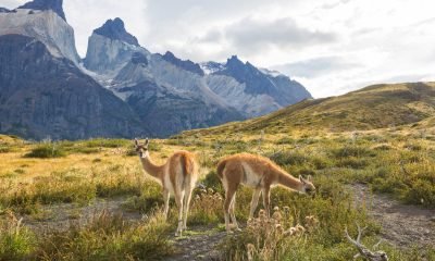 Ciencia y Turismo Impulsan la Ruta de los Parques de la Patagonia desde Puerto Montt