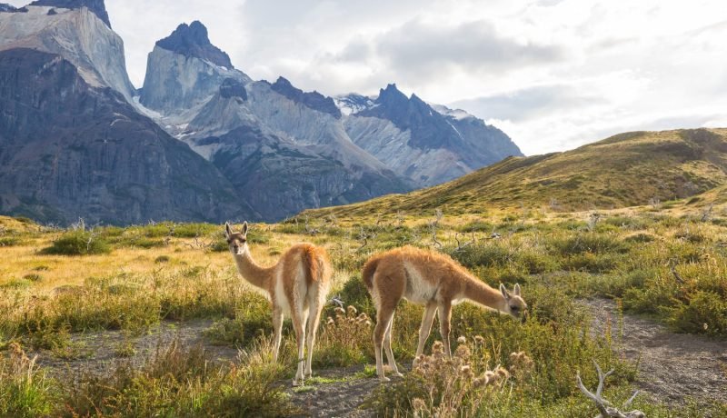 Ciencia y Turismo Impulsan la Ruta de los Parques de la Patagonia desde Puerto Montt Ciencia y Turismo Impulsan la Ruta de los Parques de la Patagonia desde Puerto Montt