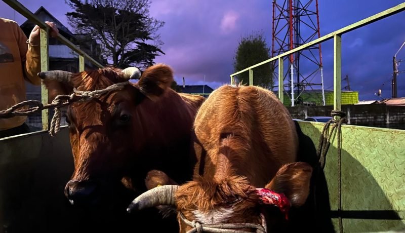 Detención por Abigeato en Calbuco: Recuperan Vacunos Robados de Pargua