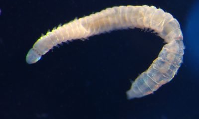 IFOP y Subpesca potencian gestión ambiental en acuicultura con plataforma Macrobent