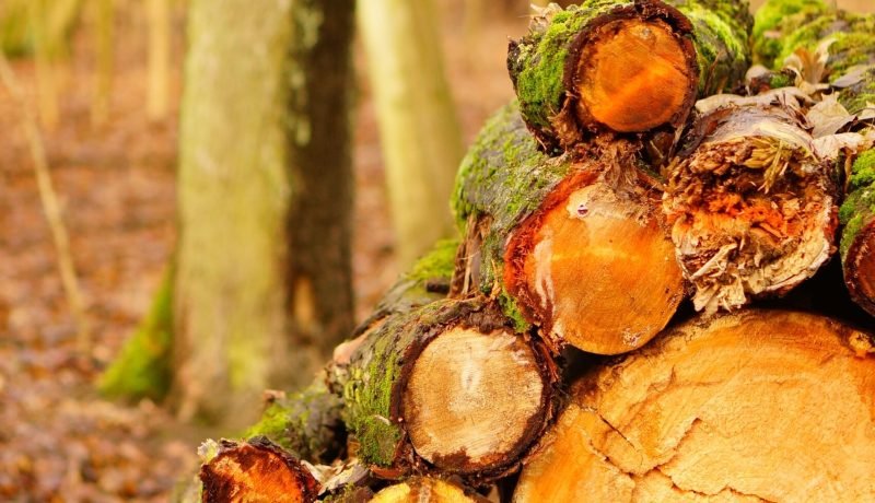 Preocupación en la Industria Maderera Chilena por Aranceles de EE. UU.