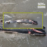 hallan-ballena-muerta-en-chiloe-sernapesca-inicia-investigacion