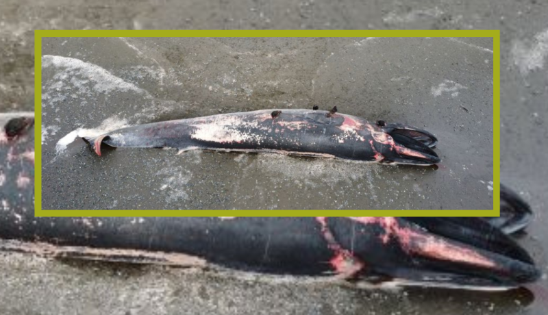hallan-ballena-muerta-en-chiloe-sernapesca-inicia-investigacion