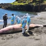 Investigan Muerte de Cachalote Varado en Chiloé: Posible Colisión Naval Investigan Muerte de Cachalote Varado en Chiloé: Posible Colisión Naval