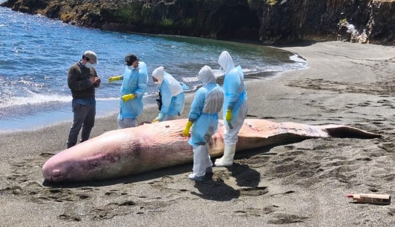 Investigan Muerte de Cachalote Varado en Chiloé: Posible Colisión Naval