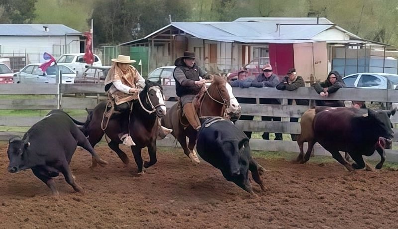 Fiesta Huasa en Fresia: Un panorama imperdible este domingo en Parga