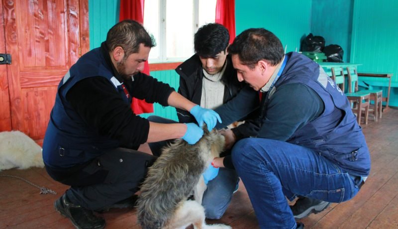 Prevención de la Rabia en Los Lagos: Vacunación y Cuidado Animal