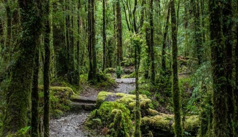 patagonia-ruta-de-parques-impulsa-turismo-y-conservacion-global
