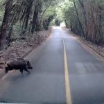 Alerta en el Volcán Osorno: Avistan jabalí, una peligrosa especie invasora