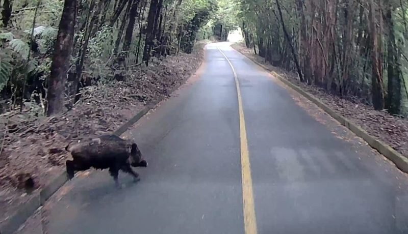 Alerta en el Volcán Osorno: Avistan jabalí, una peligrosa especie invasora