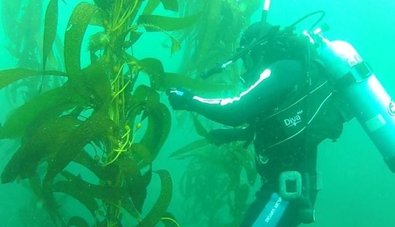 Investigación ULagos: Salud de Buzos y Mariscadoras Investigación ULagos: Salud de Buzos y Mariscadoras