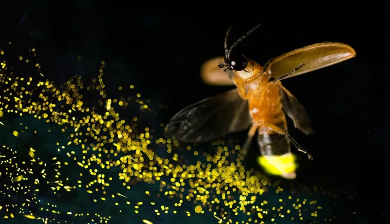 el-magico-espectaculo-de-la-bioluminiscencia-en-frutillar-protegiendo-a-nuestras-luciernagas-del-brillo-urbano