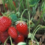 cultivos-sostenibles-en-frutillar