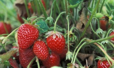 cultivos-sostenibles-en-frutillar