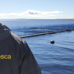 demanda-ambiental-por-escape-de-salmones-en-lago-llanquihue-buscan-reparacion-del-dano