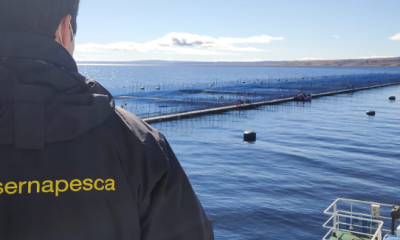 demanda-ambiental-por-escape-de-salmones-en-lago-llanquihue-buscan-reparacion-del-dano