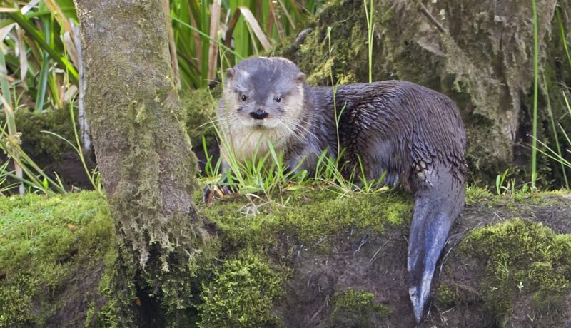 chiloe-ciencia-ciudadana-y-biologos-impulsan-conservacion-del-huillin