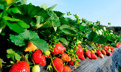 agricultura-en-frutillar-cultivos-y-sostenibilidad-regional