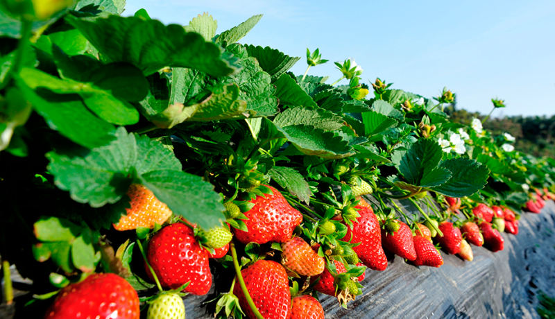 agricultura-en-frutillar-cultivos-y-sostenibilidad-regional