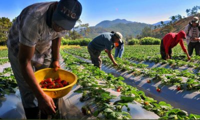 politica-nacional-de-juventudes-rurales-impulsa-desarrollo-en-el-campo-chileno