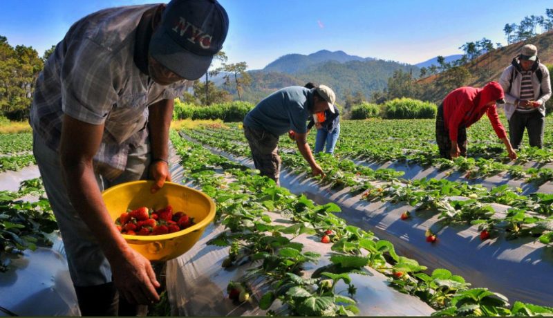 politica-nacional-de-juventudes-rurales-impulsa-desarrollo-en-el-campo-chileno