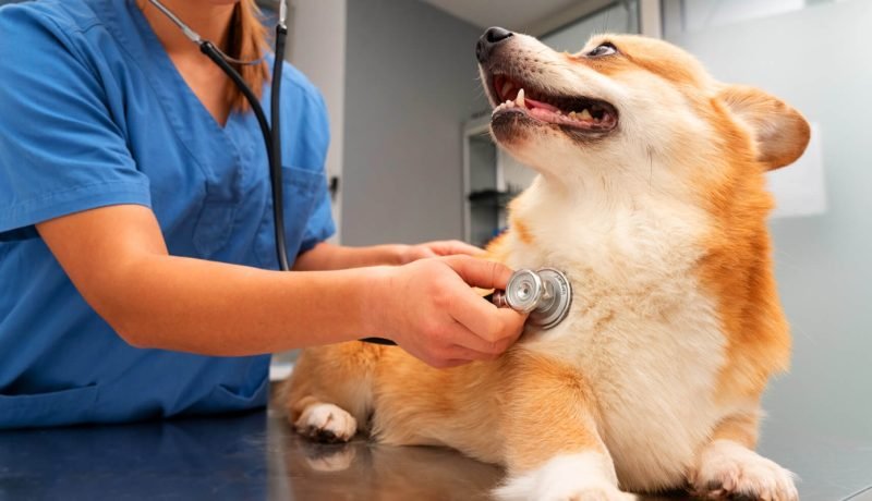 Frutillar Impulsa la Salud Animal con Operativos Veterinarios Gratuitos