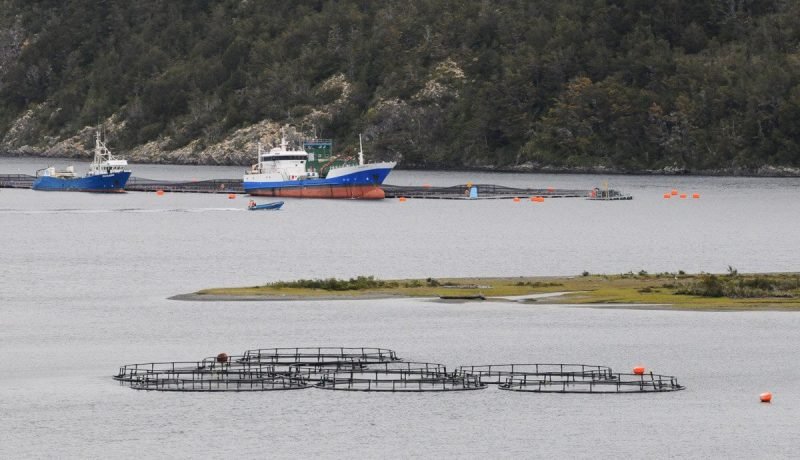 Fuga Masiva de Salmones en Calbuco: Preocupación por Impacto Ambiental y Sanitario Fuga Masiva de Salmones en Calbuco: Preocupación por Impacto Ambiental y Sanitario