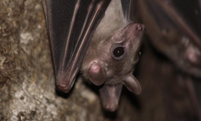 Frutillar en Alerta: Confirman Caso de Rabia en Murciélago Hallado en la Comuna