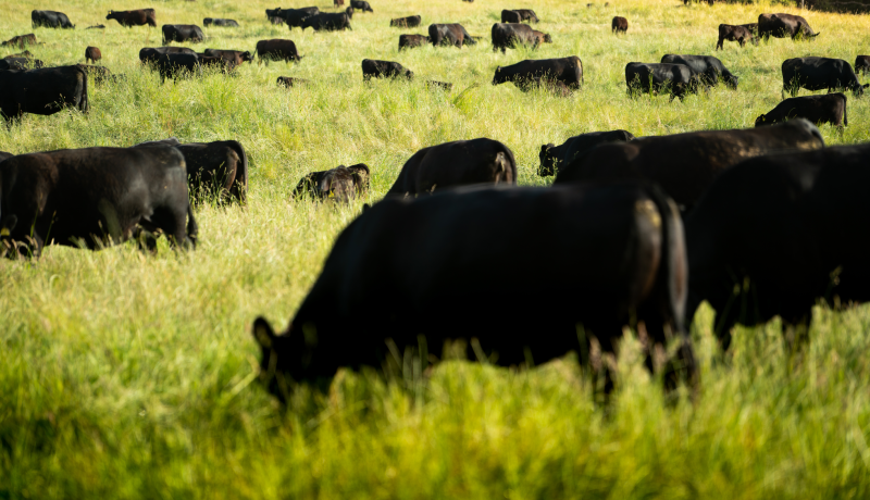 Brutal caso de abigeato en Río Negro: Faenan dos vaquillas preñadas