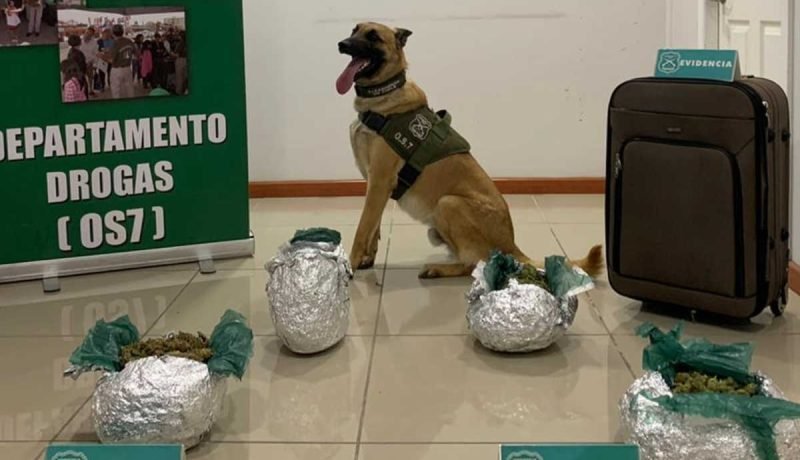 Perro Detector Frustra Envío de Marihuana a Chaitén desde Puerto Montt