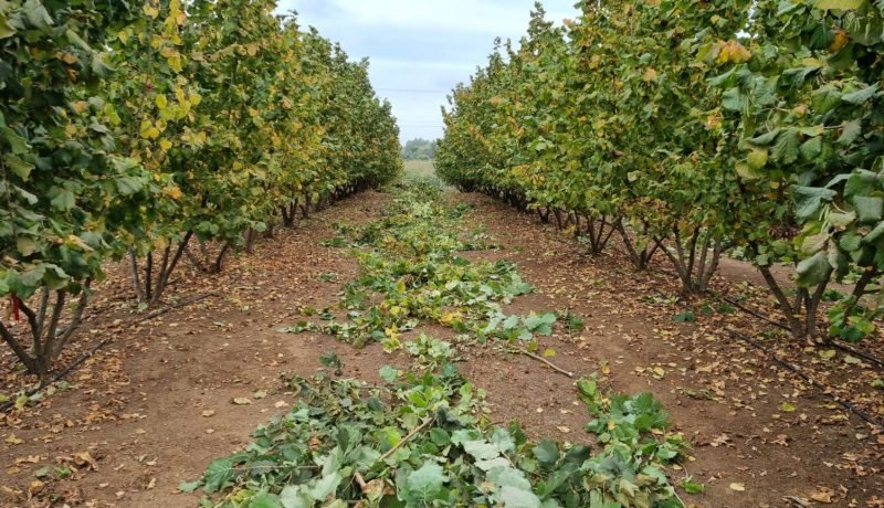 Alerta para el Avellano Europeo: Descubren en Chile una bacteria más resistente