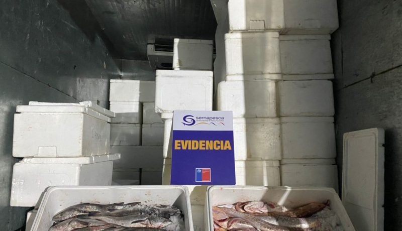 Duro golpe a la pesca ilegal: Incautan casi 5 toneladas de merluza en Puerto Montt