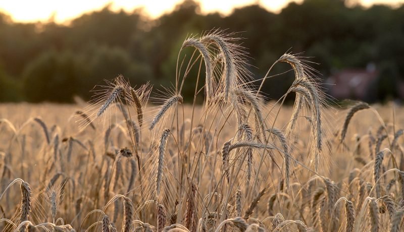 Chile Lanza Catálogo de Trigo para Transparentar la Calidad del Grano y el Pan