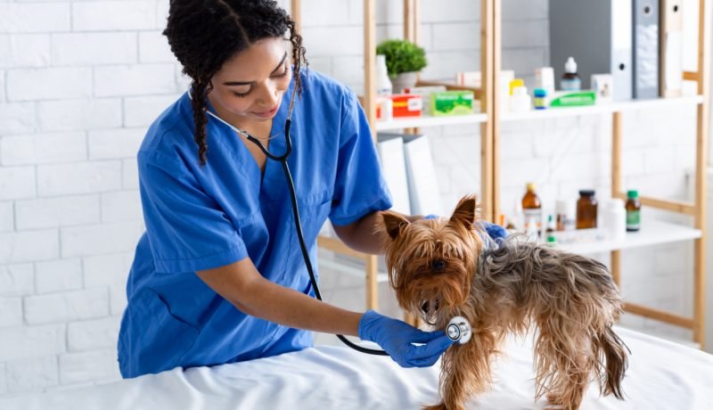 SERNAC fiscaliza clínicas veterinarias en Chile por ola de reclamos y mal servicio