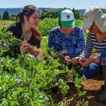 Agricultoras de Dalcahue potencian sus negocios en gira técnica por Fresia y Puerto Varas