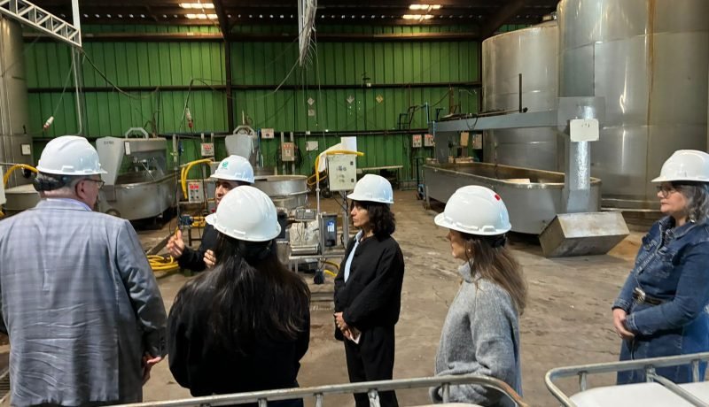 Biotecnología en Los Lagos: ProChile impulsa el potencial exportador de las algas patagónicas