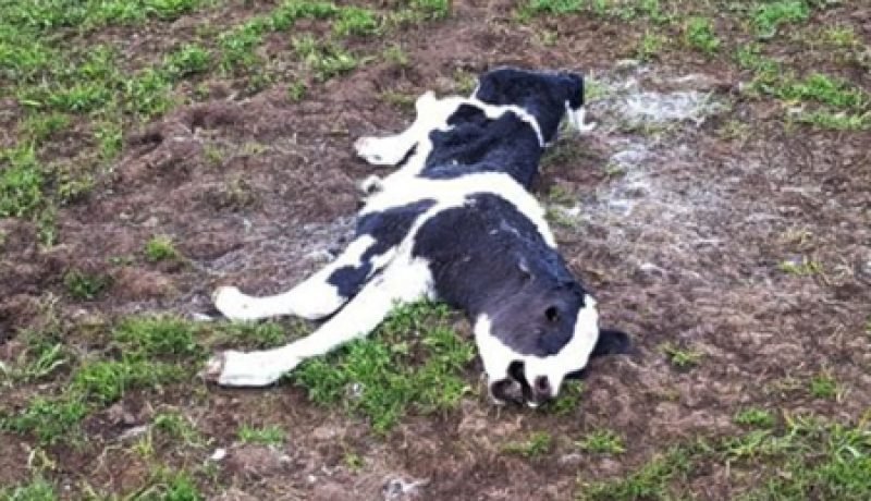 Ataque Canino en Puqueldón: Devastación y Preocupación en la Agricultura Local Ataque Canino en Puqueldón: Devastación y Preocupación en la Agricultura Local