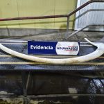 incautan-costilla-de-ballena-en-cardenal-samore