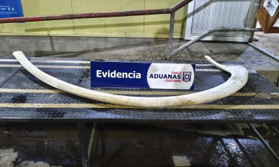 incautan-costilla-de-ballena-en-cardenal-samore