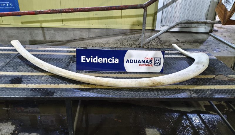 incautan-costilla-de-ballena-en-cardenal-samore