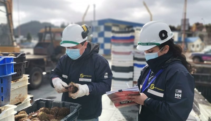 sernapesca-intensifica-fiscalizacion-por-pesca-ilegal-de-erizo-en-los-lagos-y-aysen