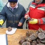 veda-del-loco-en-regiones-claves-para-consumidores-y-restaurantes