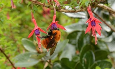 Abejorro Nativo: Concurso Unifica Ciencia y Ciudadanía por su Protección