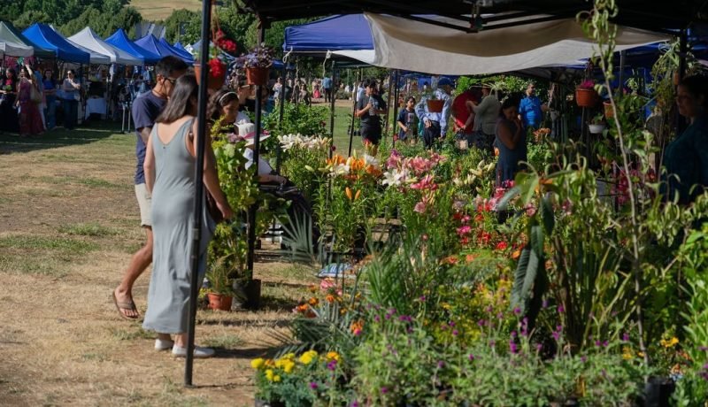 Expo Primavera Osorno 2025: Naturaleza y Emprendimiento en el Parque Cuarto Centenario