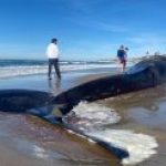 ballena-de-17-metros-varada-en-chiloe-autoridades-piden-no-acercarse