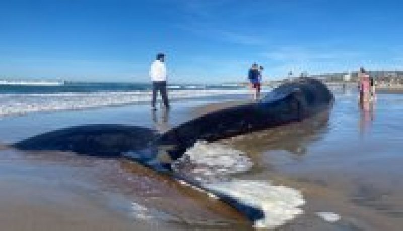 ballena-de-17-metros-varada-en-chiloe-autoridades-piden-no-acercarse