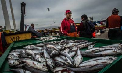 pescadores-de-calbuco-denuncian-pesca-ilegal-de-merluza-austral-en-veda