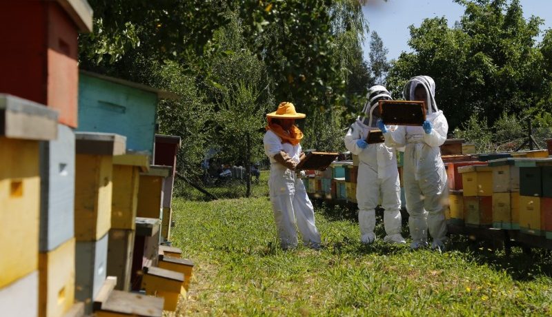sag-llama-a-apicultores-protege-abejas-con-registro-sipec