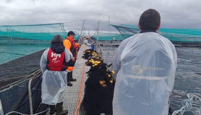 Sernapesca Monitorea Escape de Salmones en Calbuco Sernapesca Monitorea Escape de Salmones en Calbuco